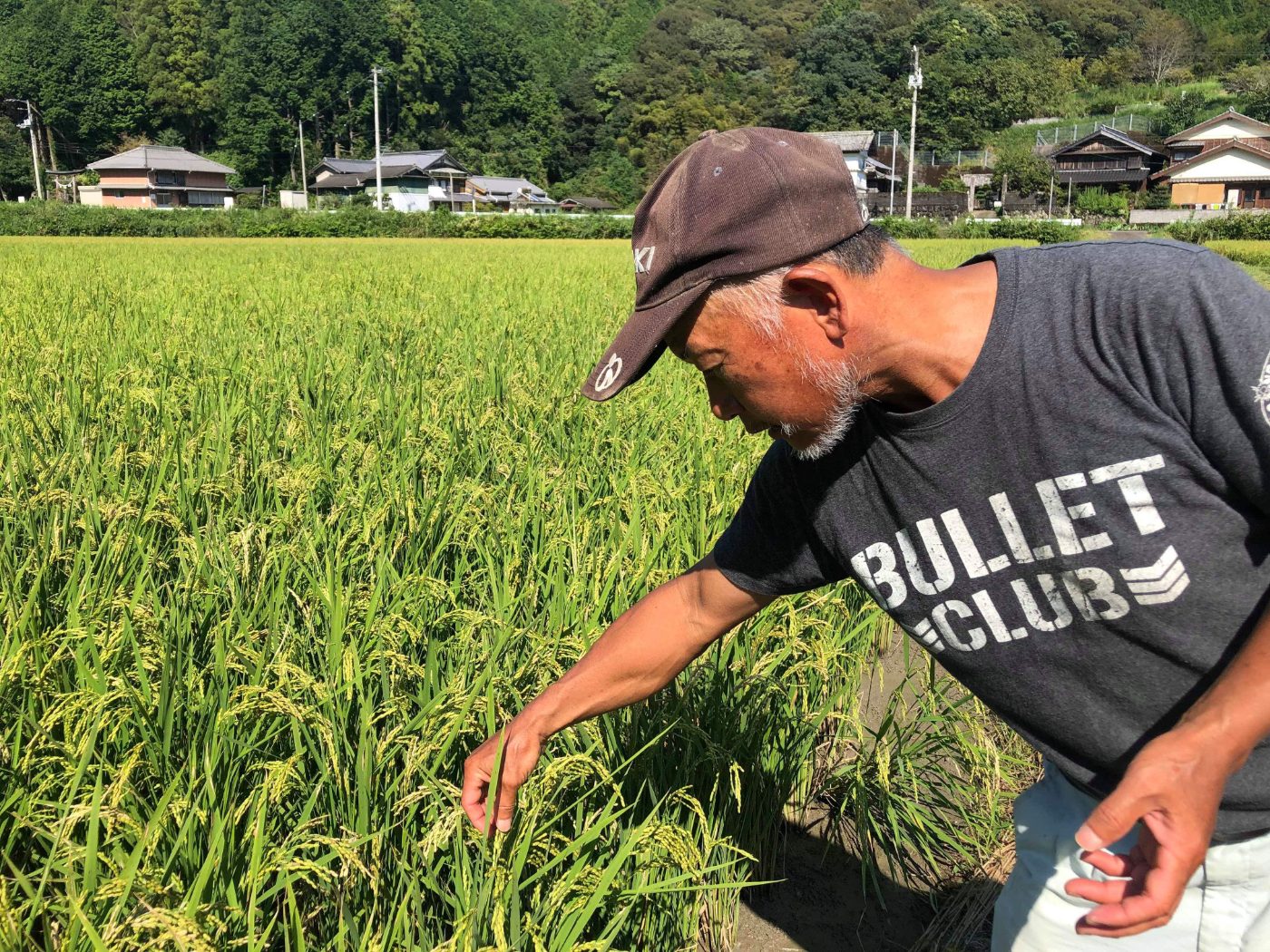 実りの田んぼ